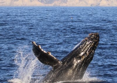 IMG 8799 1 | San Diego Whale Watch 101
