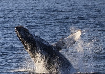 IMG 8855 | San Diego Whale Watch 81