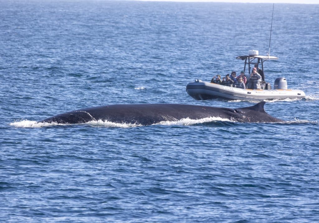 217A0096 | San Diego Whale Watch 6