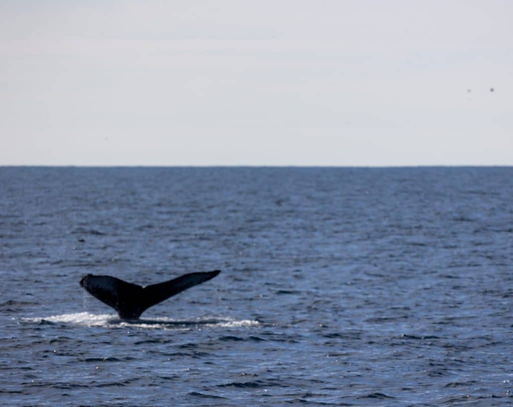 217A0135 | San Diego Whale Watch 4