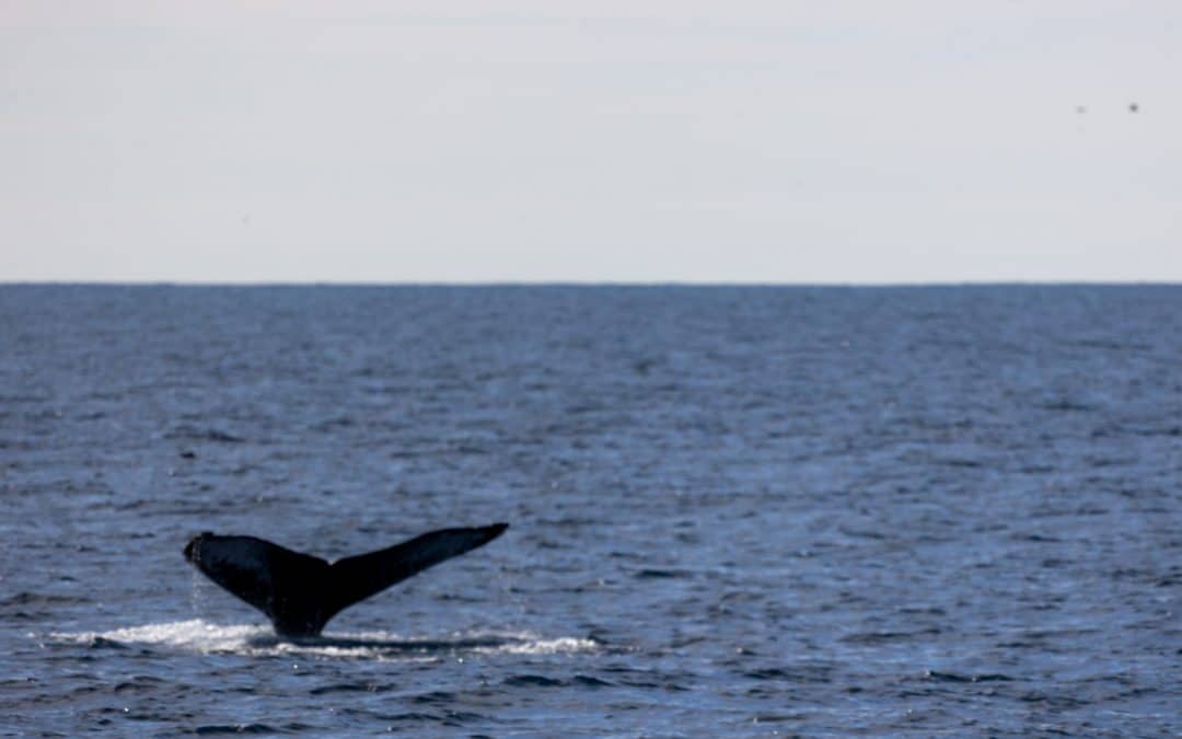 Embark on a Majestic Humpback and Fin Whale Watching Adventure! – November 26, 2023