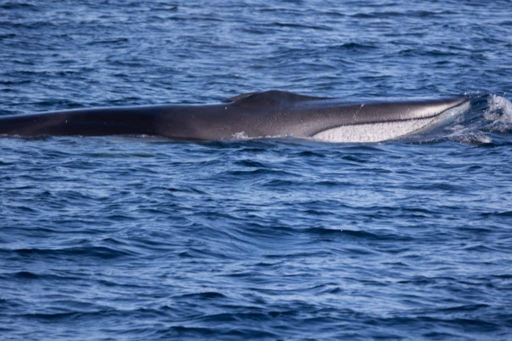 217A0218 | San Diego Whale Watch 4