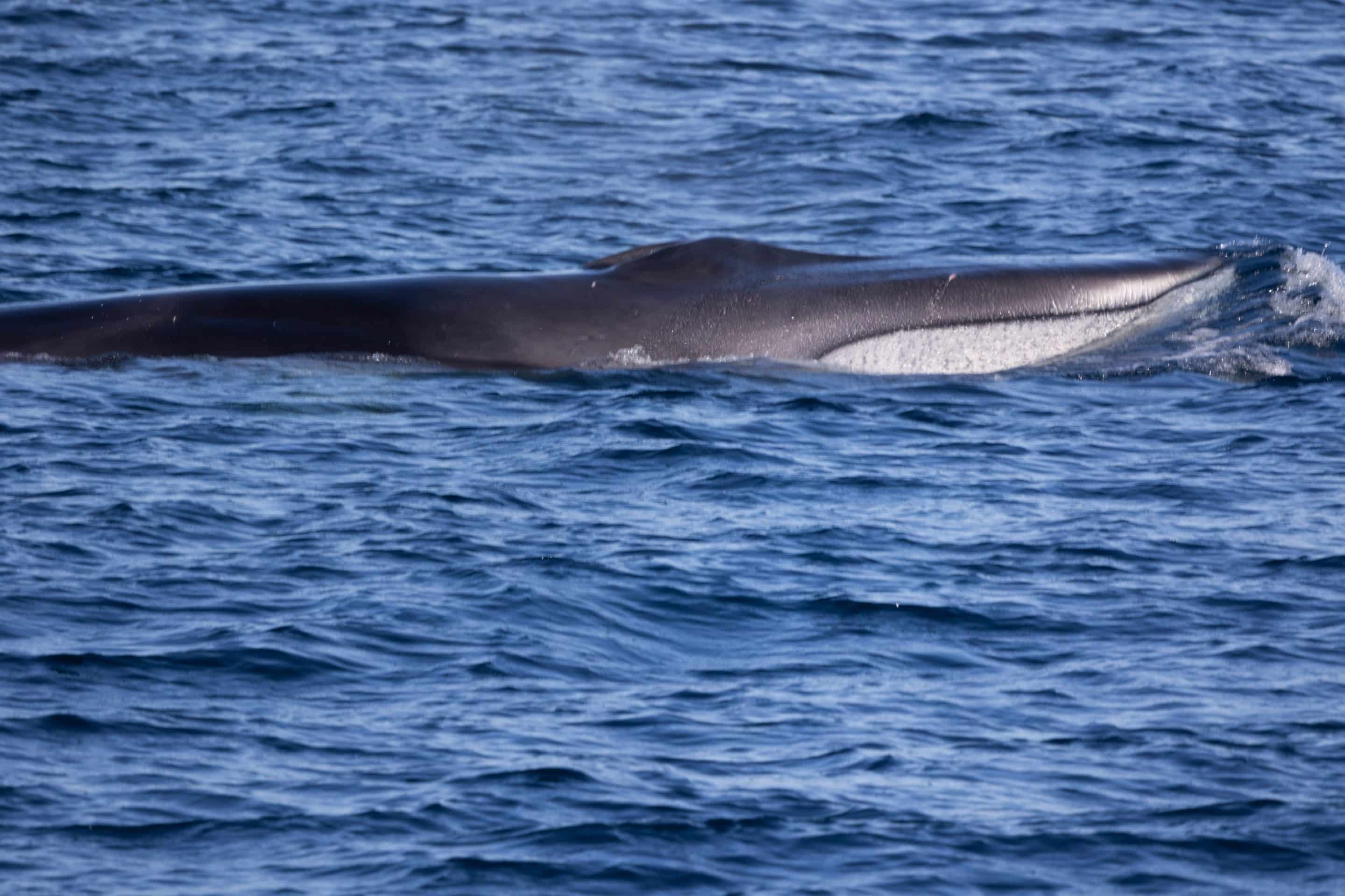 217A0218 scaled | San Diego Whale Watch 3