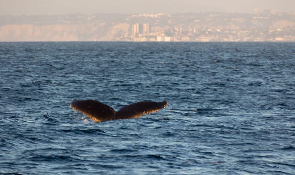 217A0532 | San Diego Whale Watch 12