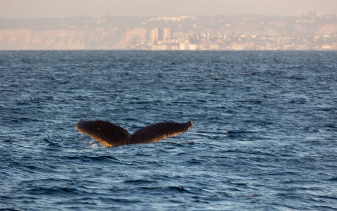 Experience the Wonder of Fin and Humpback Whale Watching! – November 25, 2023