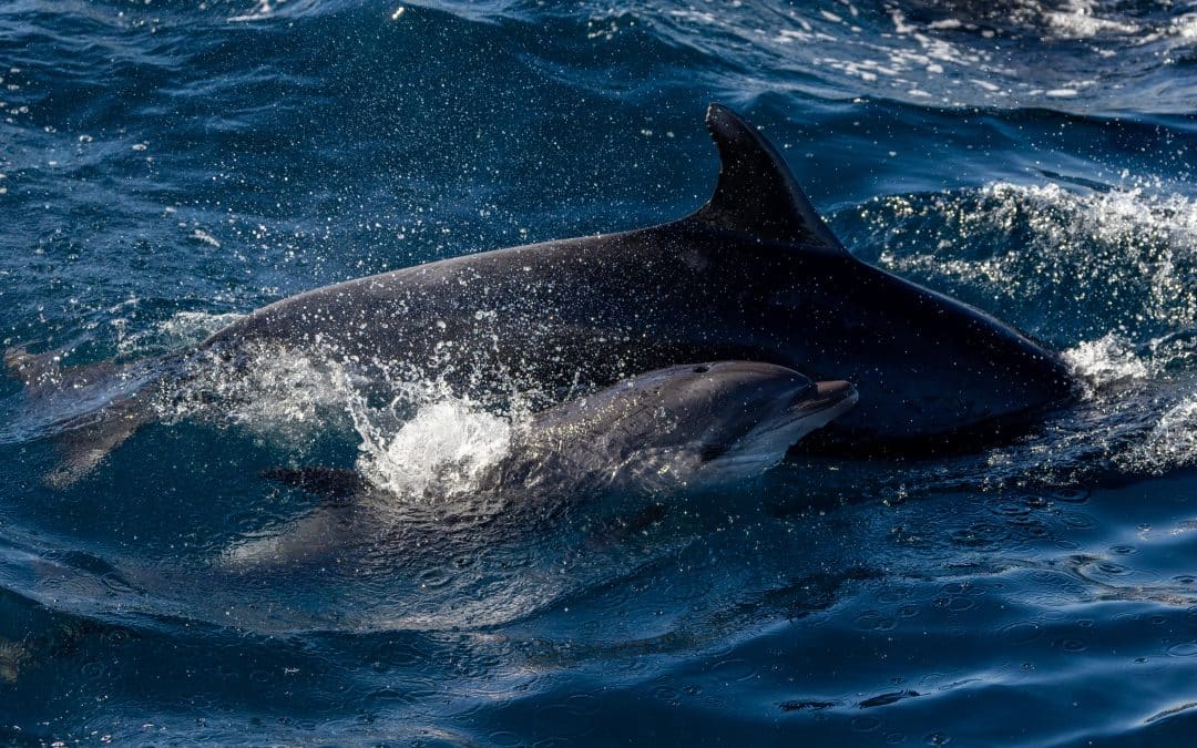Join Our Thrilling Dolphin Watching Experience with Common and Bottlenose Dolphins – November 28, 2023