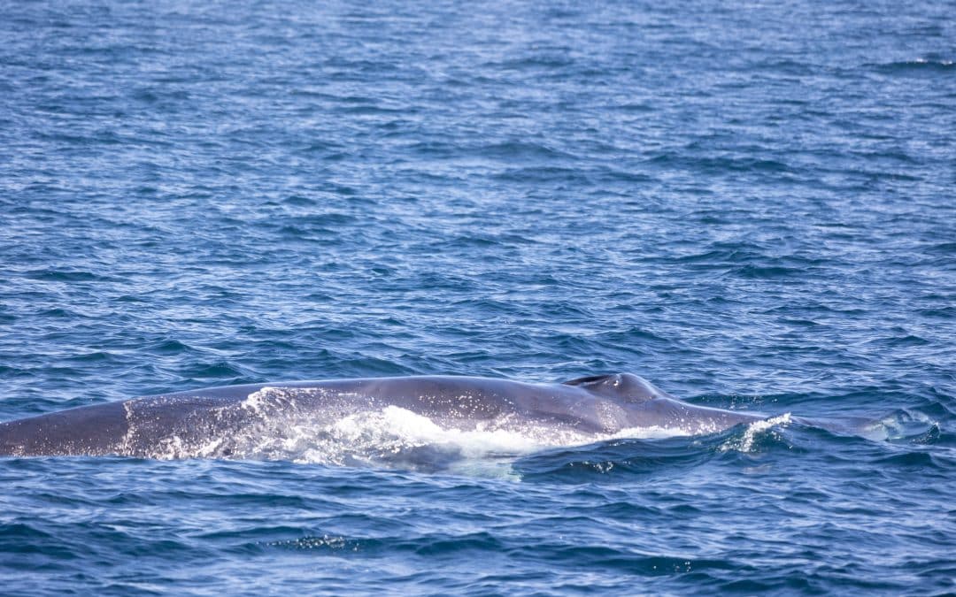 Join Our Exciting Fin Whale Watching San Diego Experience at Sea – November 4, 2023