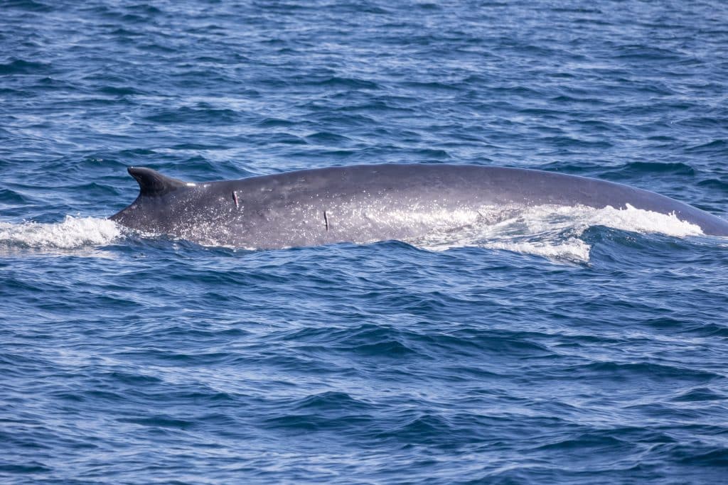 217A6807 | San Diego Whale Watch 2