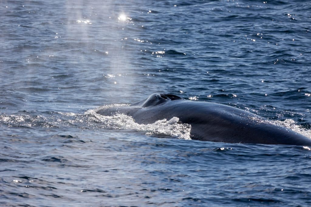 Fin Whale Watching San Diego