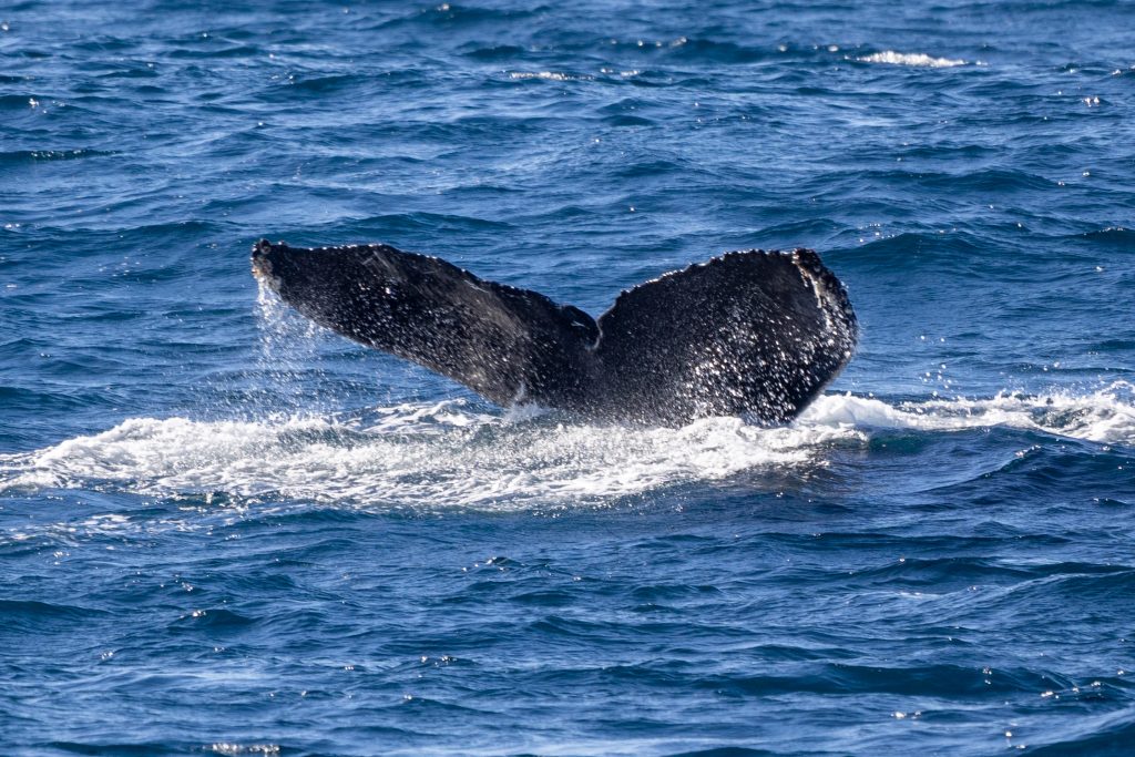 217A7588 | San Diego Whale Watch 4
