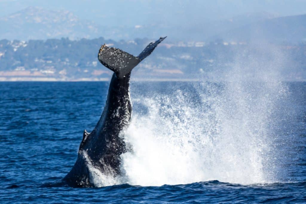 Whale Tail Throw Encounter