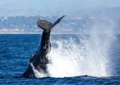 217A7607 | San Diego Whale Watch 40