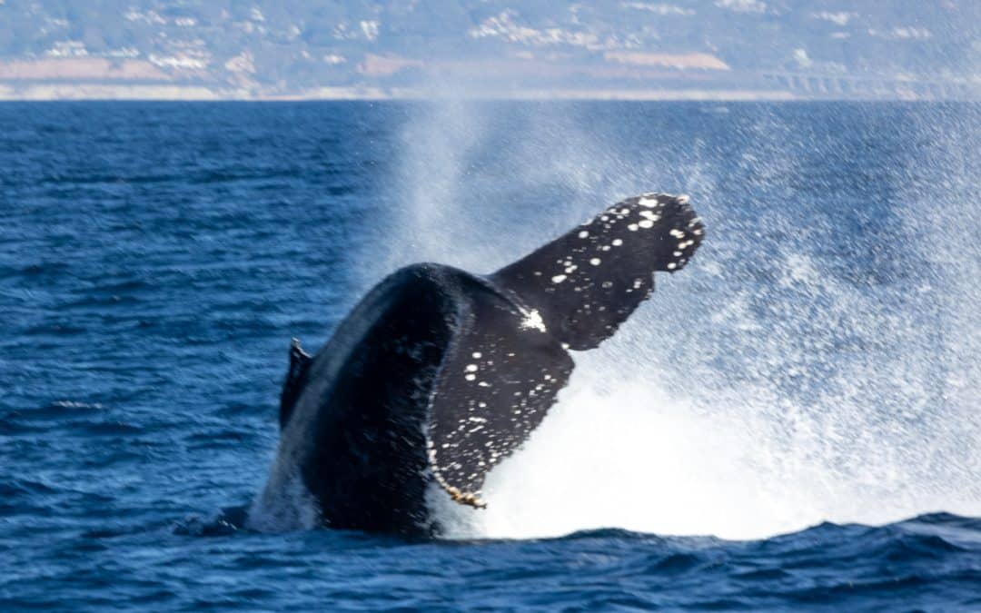 Experience the Excitement of a Humpback Whale Tail Throw Encounter – November 9, 2023