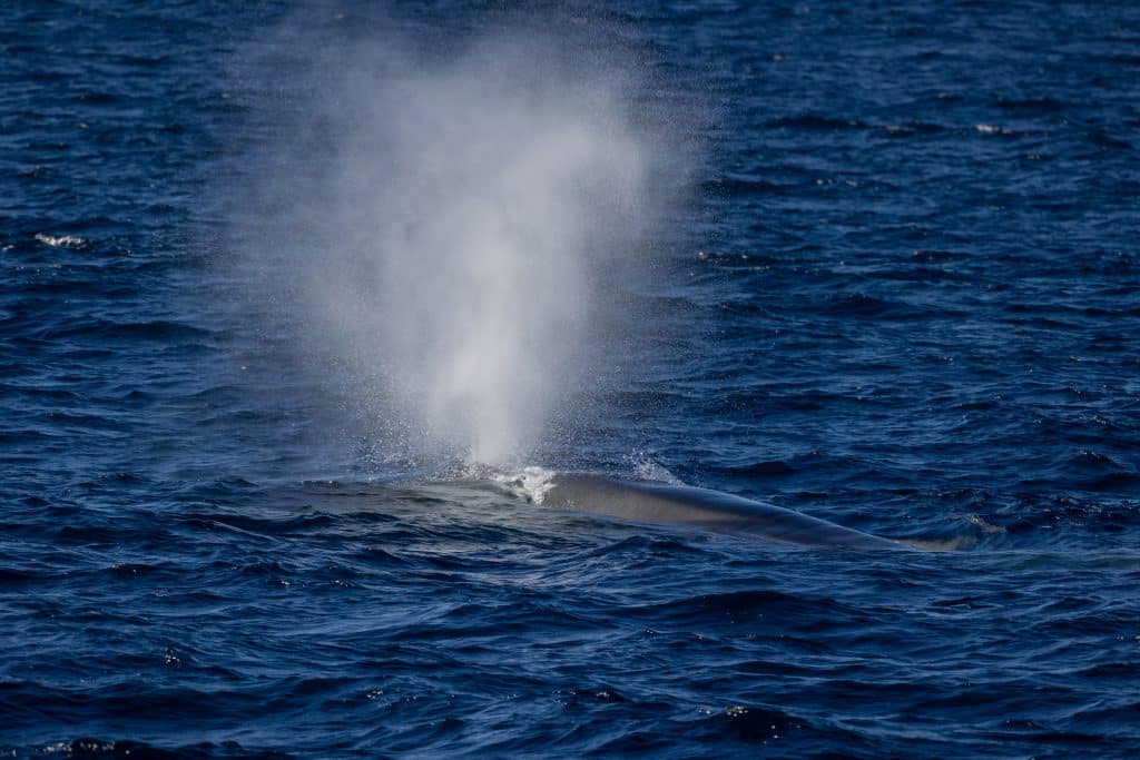 Fin Whale Watching Experience