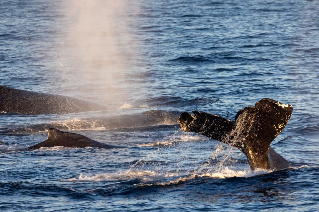 Humpback Whale Group Encounter