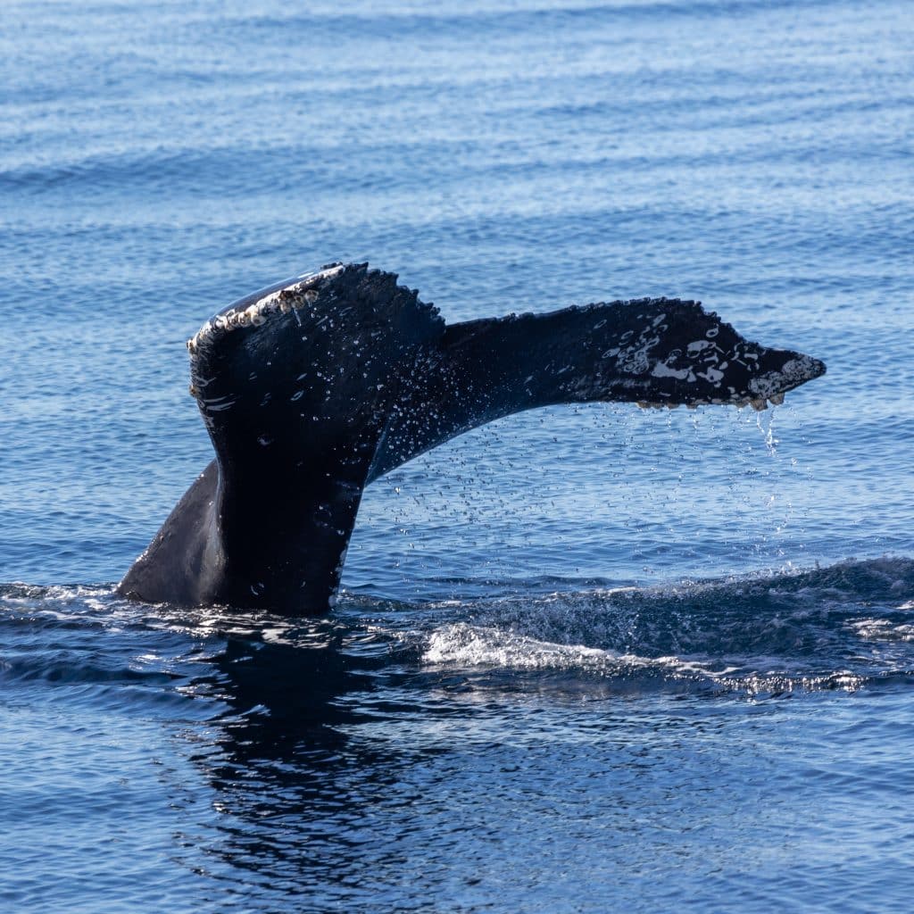 217A8547 | San Diego Whale Watch 4