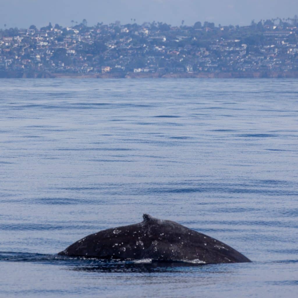 217A8627 | San Diego Whale Watch 1