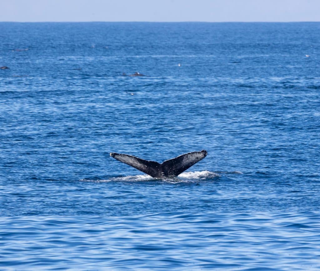 217A8866 | San Diego Whale Watch 3