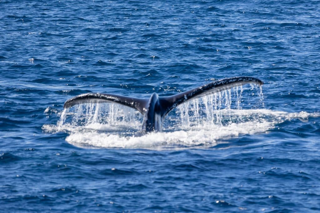 217A9224 | San Diego Whale Watch 2