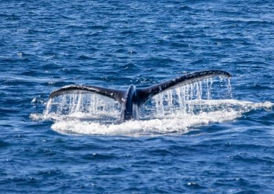 217A9224 | San Diego Whale Watch 38