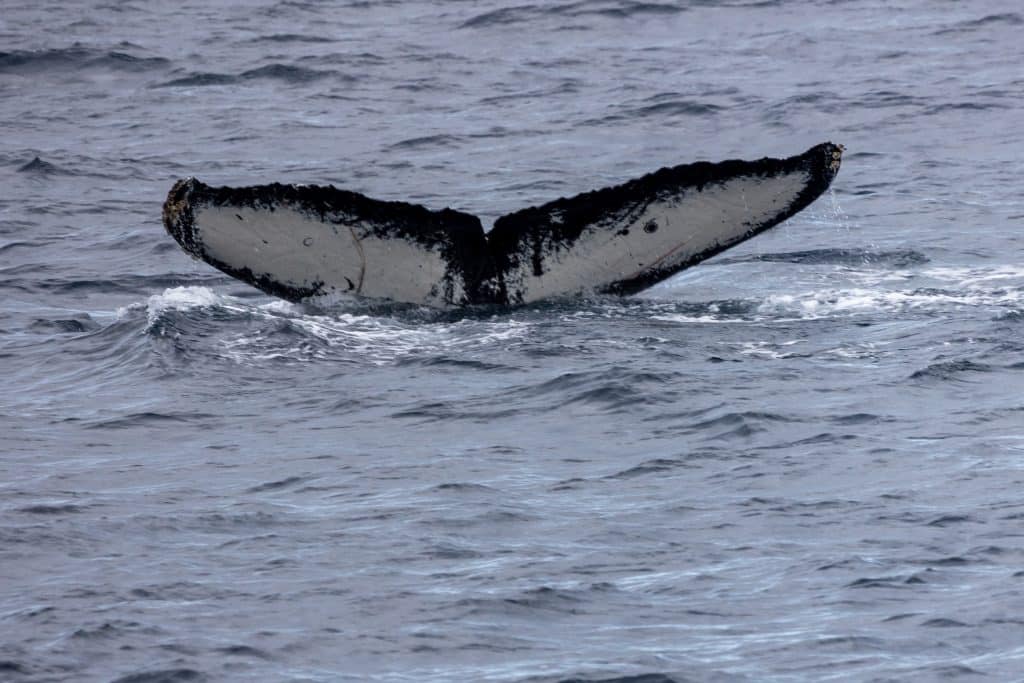 217A9342 | San Diego Whale Watch 5