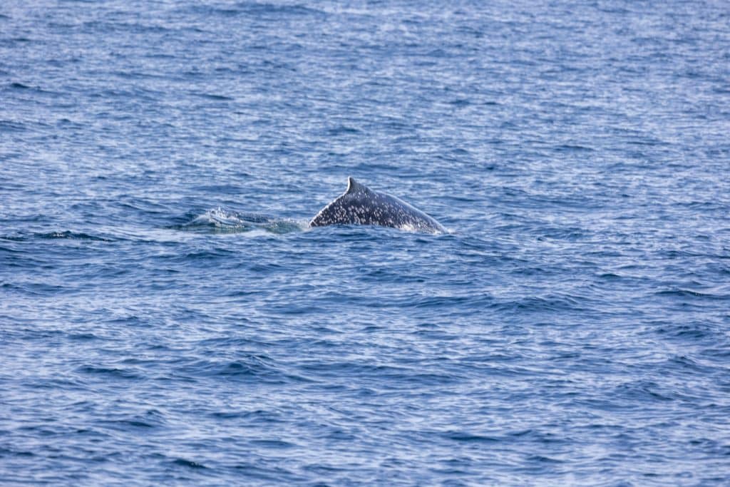 217A9874 | San Diego Whale Watch 2