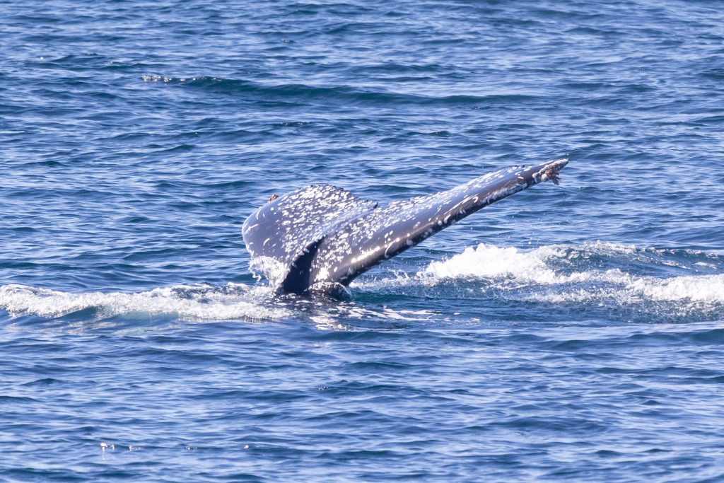 217A9938 | San Diego Whale Watch 2