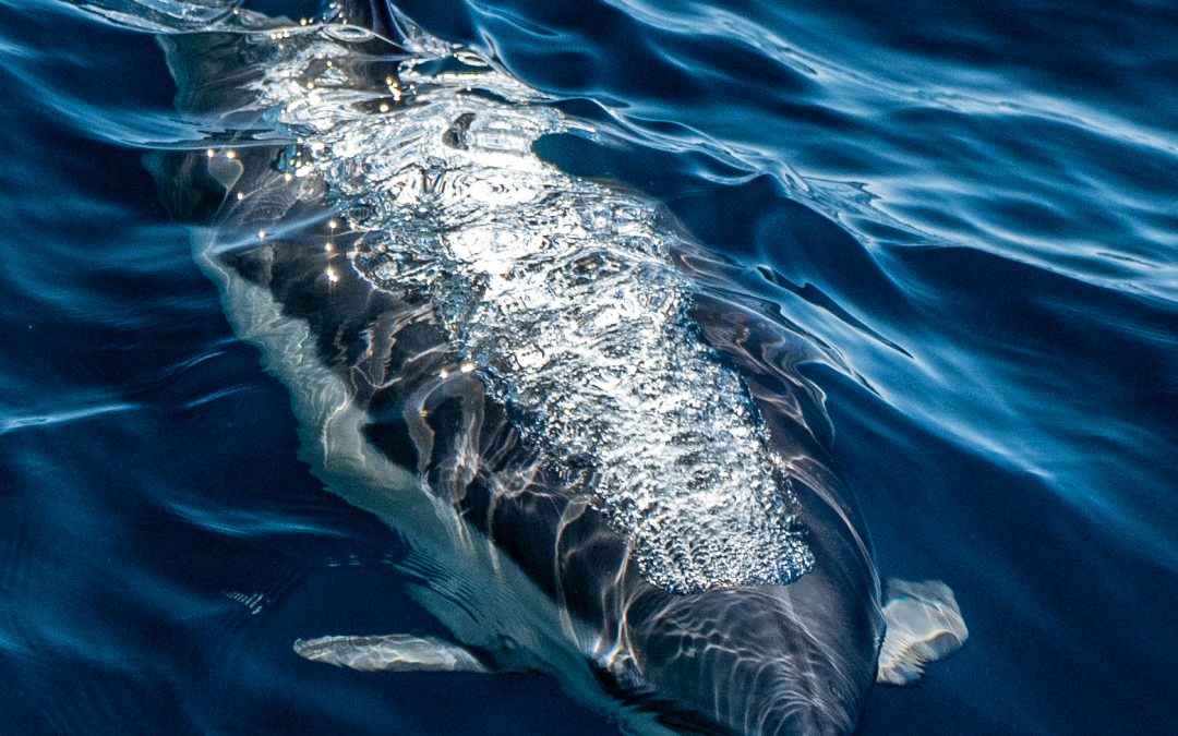 Embark on a Thrilling Marine Life Adventure with Dolphins and Minke Whale – November 12, 2023