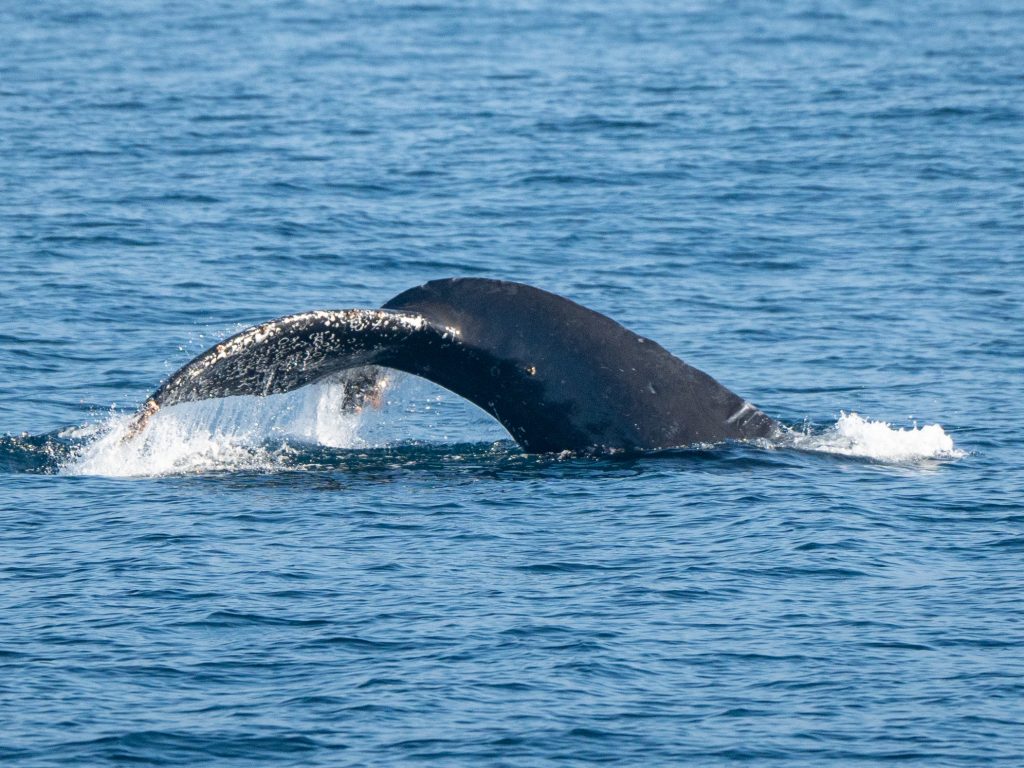 DSC7801 | San Diego Whale Watch 16