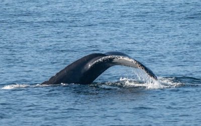 Experience the Magic of Humpback Whales and Dolphins Encounter – November 17, 2023