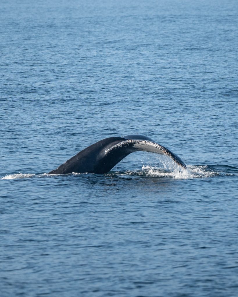 DSC7851 1 | San Diego Whale Watch 12