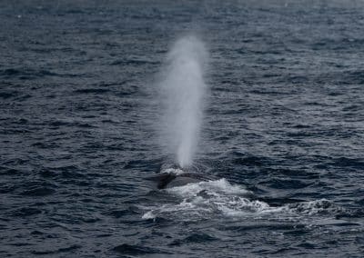 DSC8142 | San Diego Whale Watch 46