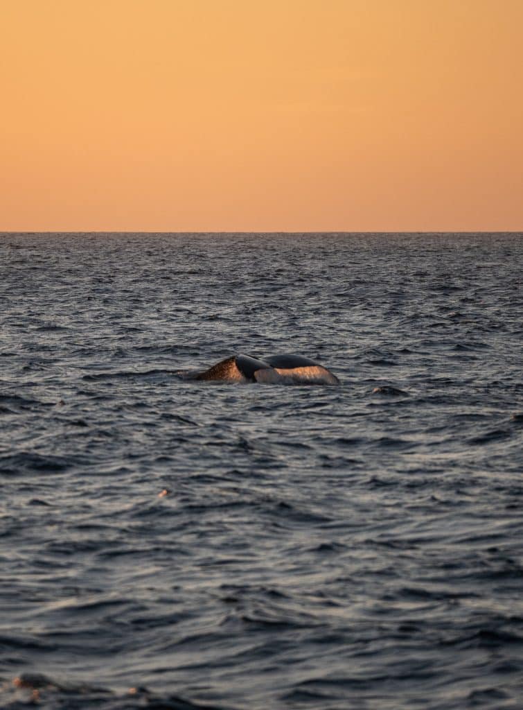 DSC8829 | San Diego Whale Watch 10