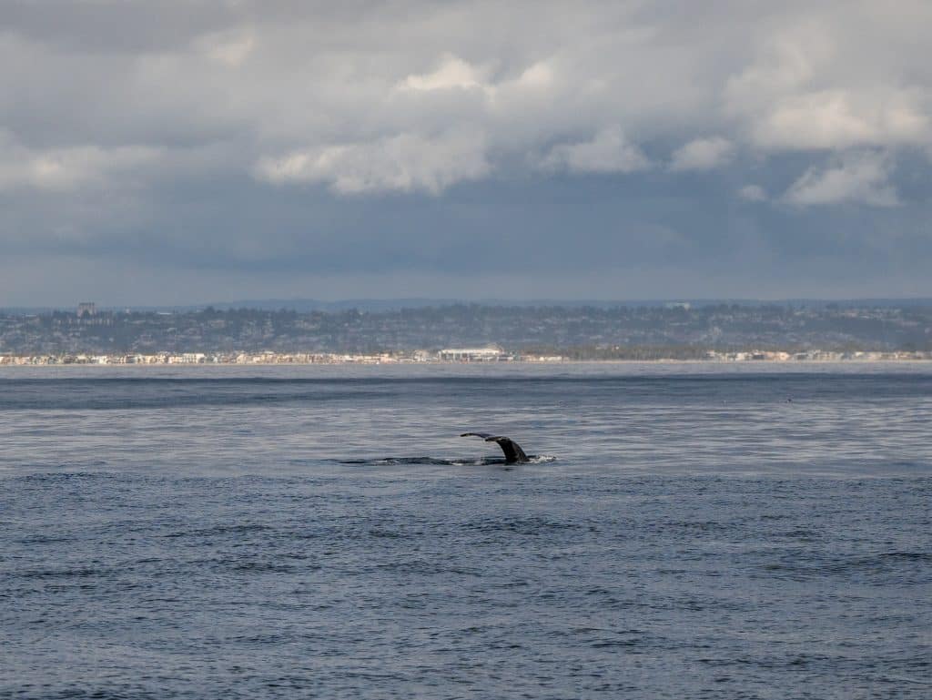 DSC9227 | San Diego Whale Watch 17
