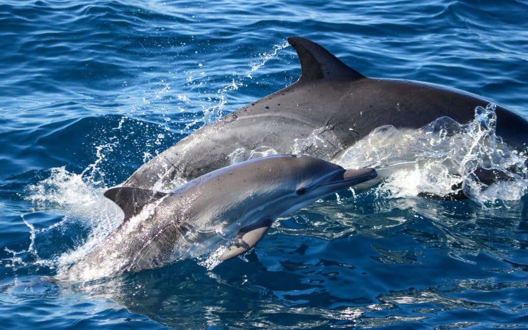 Embark on an Unforgettable Dolphin and Fin Whale Watching Experience – November 11, 2023