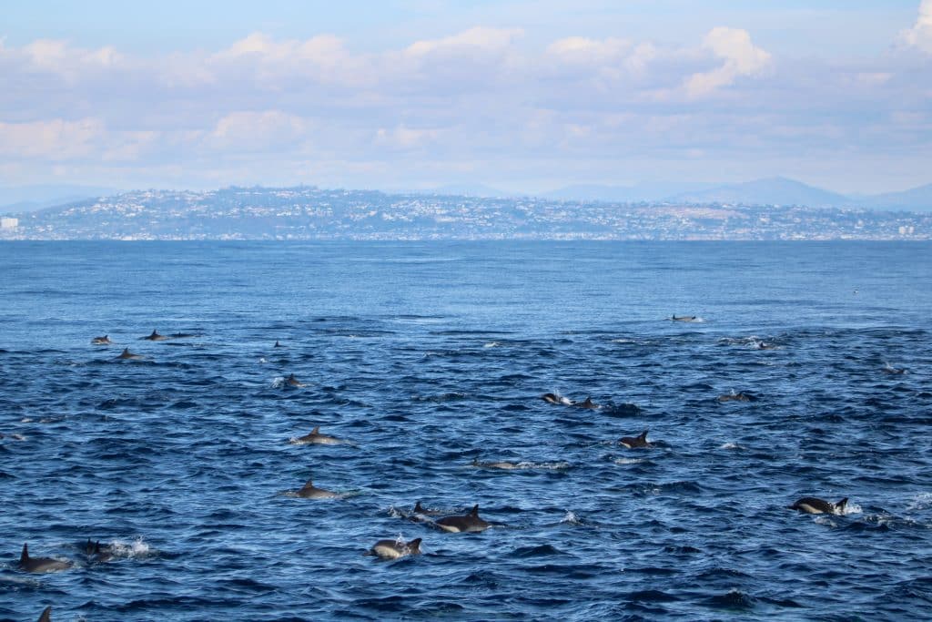 IMG 4881 | San Diego Whale Watch 6