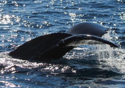 IMG 5410 | San Diego Whale Watch 121
