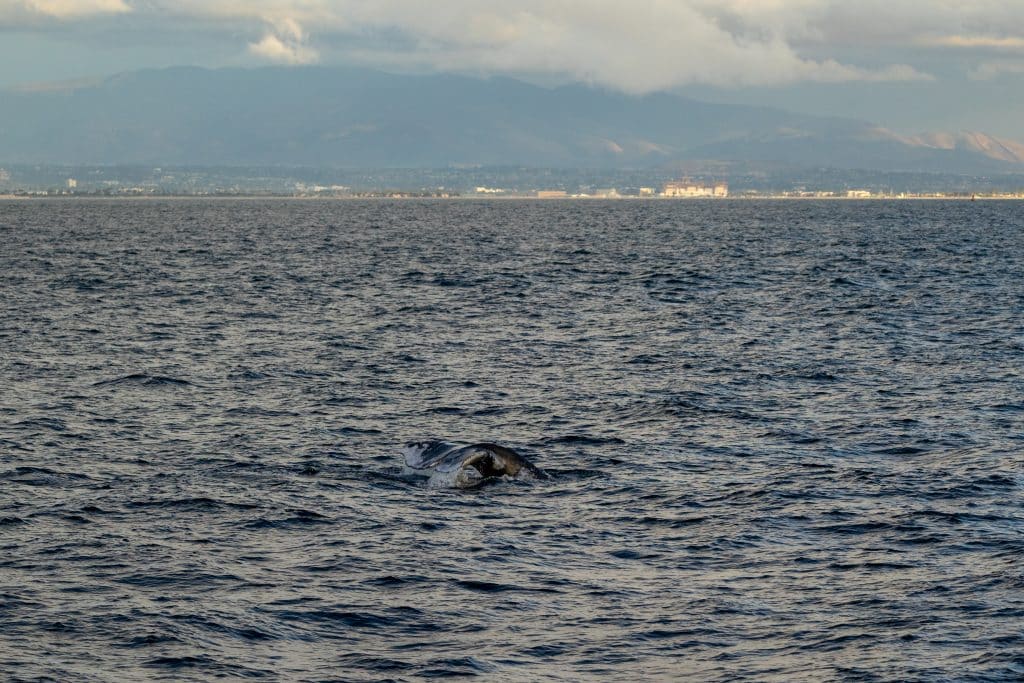 217A0089 | San Diego Whale Watch 22