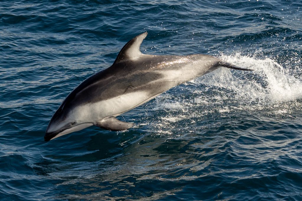 Cetacean Spectacle: Dolphins and Whales Galore Along La Jolla Coast
