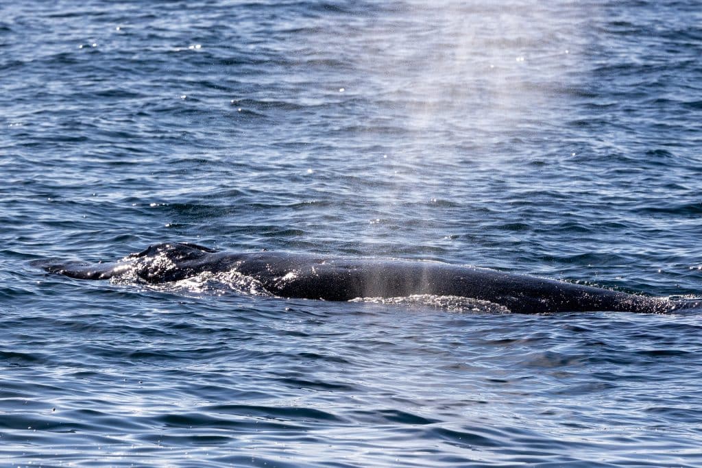 217A2244 | San Diego Whale Watch 1