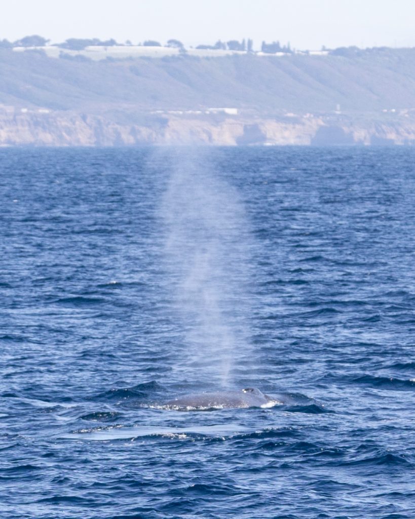 217A2548 | San Diego Whale Watch 1