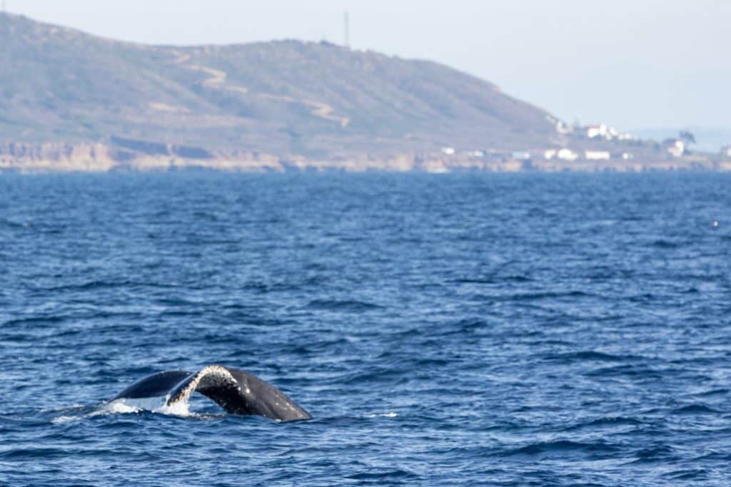 217A2968 | San Diego Whale Watch 3