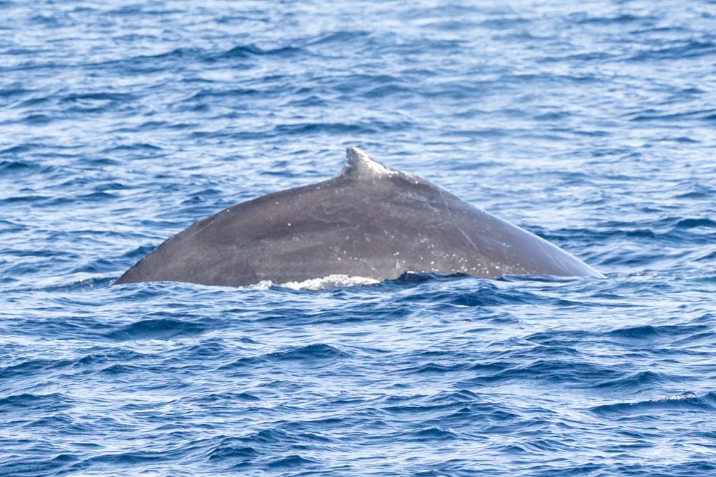 217A3008 | San Diego Whale Watch 5