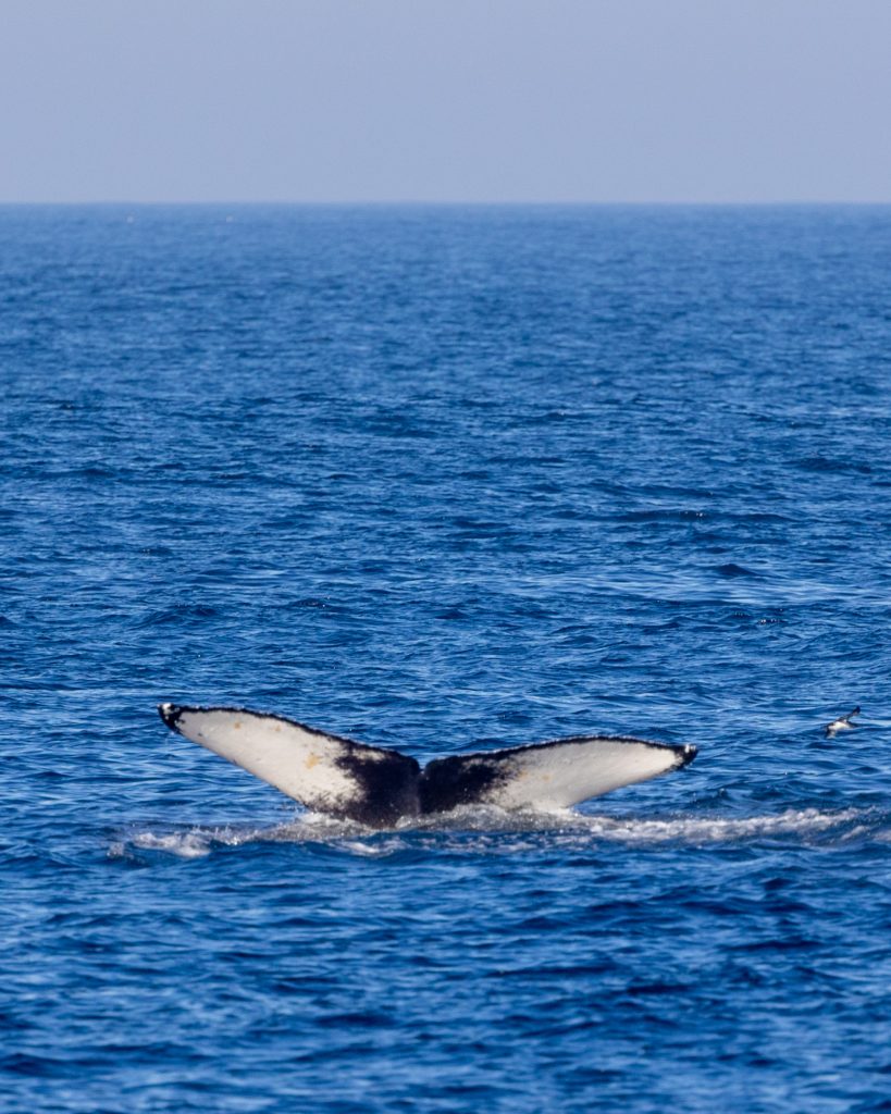 217A3351 | San Diego Whale Watch 3