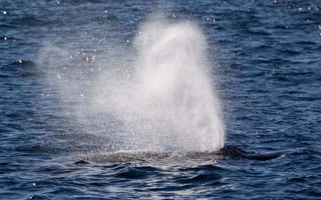 Experience the Humpback Whale Feeding: An Unforgettable Marine Journey! – December 5, 2023