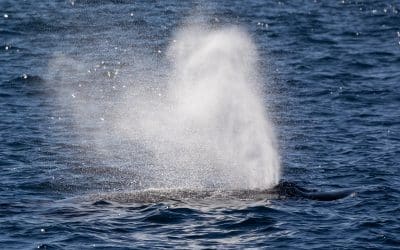 Experience the Humpback Whale Feeding: An Unforgettable Marine Journey! – December 5, 2023