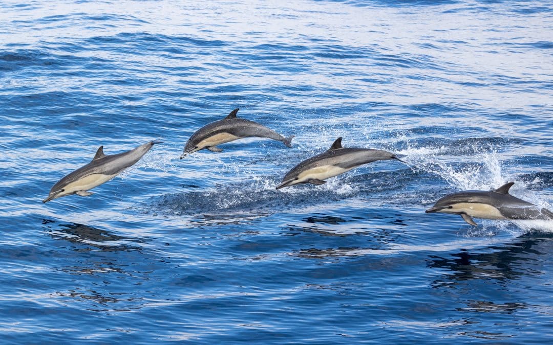 whale watching season in San Diego, Common Dolphin Encounter