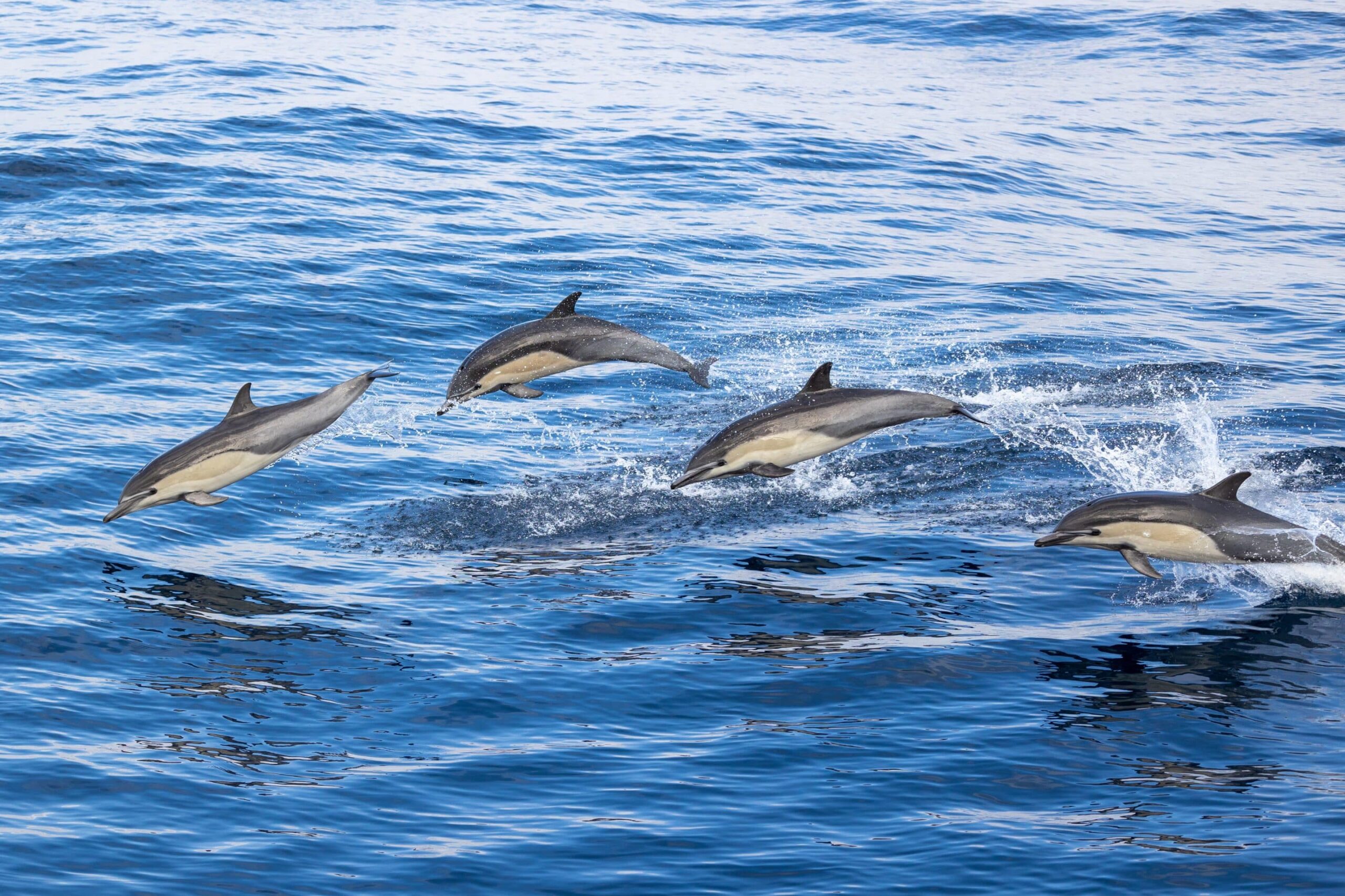 whale watching season in San Diego, Common Dolphin Encounter