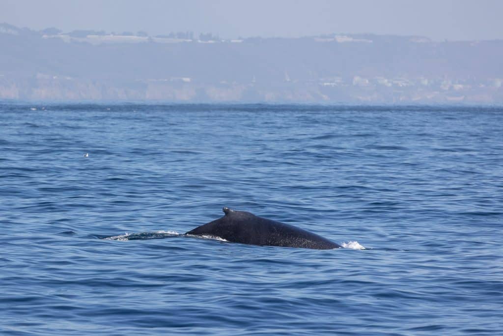 Sunny Seas and Cetacean Delight: Whales and Dolphins Await