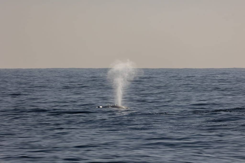 217A4274 | San Diego Whale Watch 2
